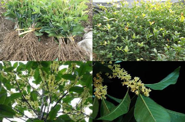 桂花树苗价格-论中职技能赛桂花嫁接项目的要求与影响1663950126092