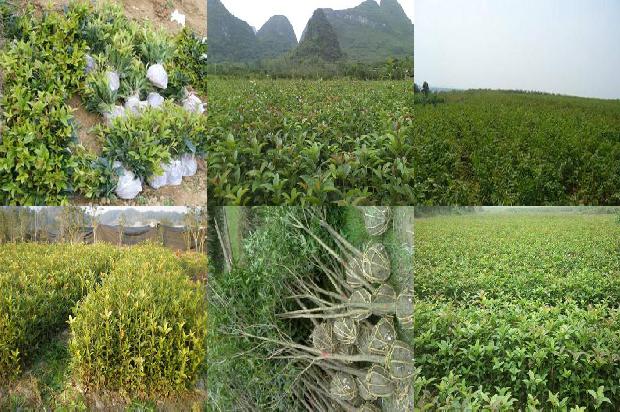桂花树苗价格_一颗桂花的72小时旅行1663950135296