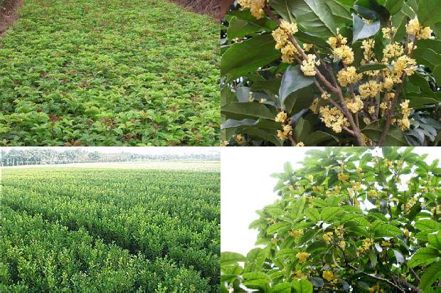桂花树苗价格:设施桂花有机肥替代化肥应用效果探讨1663950167898