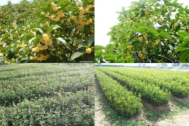 桂花树苗价格:设施桂花有机肥替代化肥应用效果探讨1663950167909