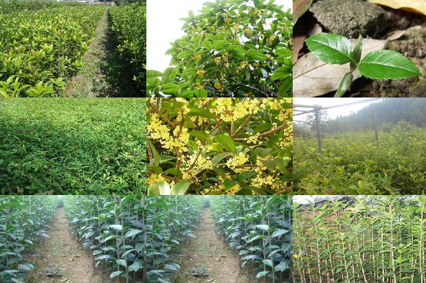 桂花树苗价格:设施桂花有机肥替代化肥应用效果探讨1663950167942