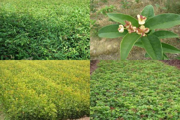 桂花黑乌龙茶的功效与作用及禁忌1689381677656