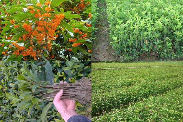 桂花树苗价格-无公害桂花病虫害综合防治措施