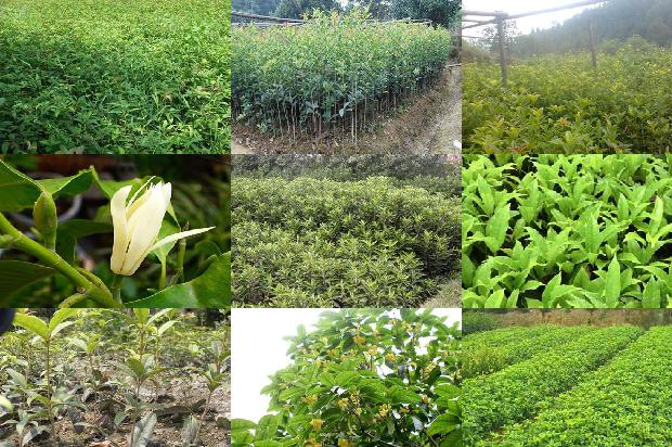 桂花树苗价格-无公害桂花病虫害综合防治措施1664036540205