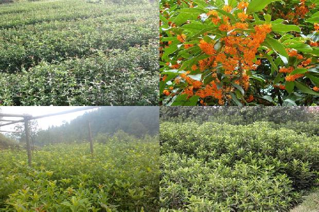 桂花树苗价格-无公害桂花病虫害综合防治措施1664036540216