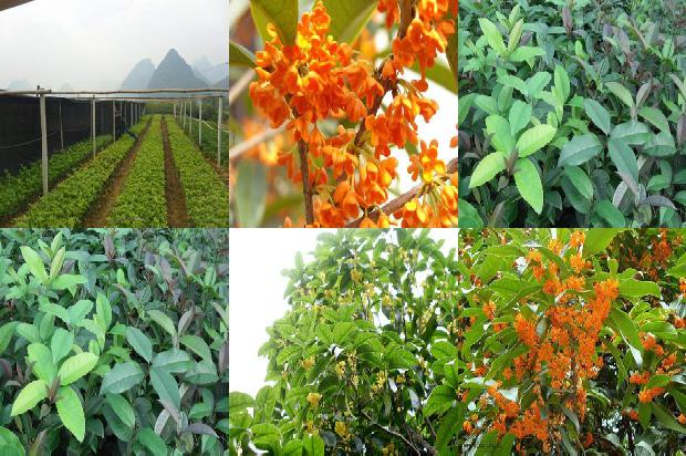桂花树苗价格[桂花旋转落蔓长季节栽培技术]1664036564277