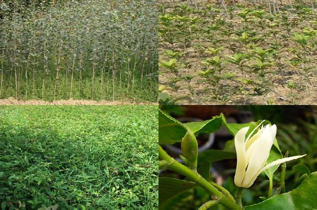桂花树苗价格_五行桂花汤，给您神奇的疗效