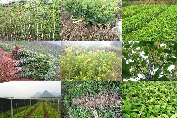 桂花树苗价格[桂花树下面种辣椒  一块地“掰”成两块用]