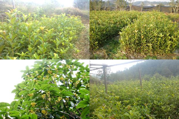 桂花树苗价格[我们的桂花树开挂了]1664036609306