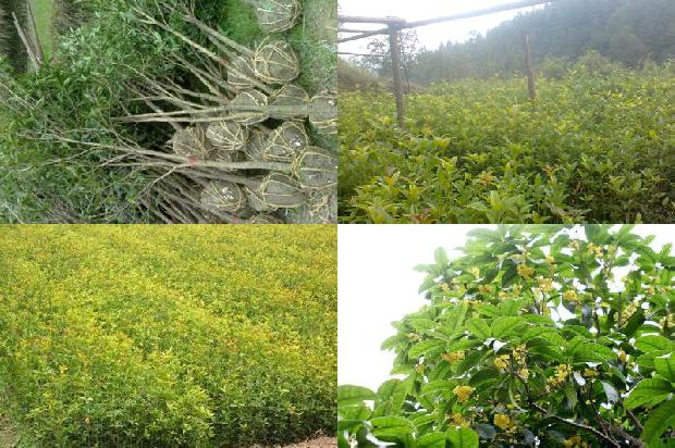桂花树苗价格「桂花树对COPD非急性加重期患者肺功能的保护作用」1664036625321