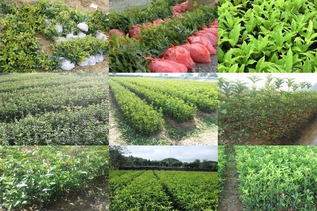 桂花树苗价格「桂花树对COPD非急性加重期患者肺功能的保护作用」1664036625332