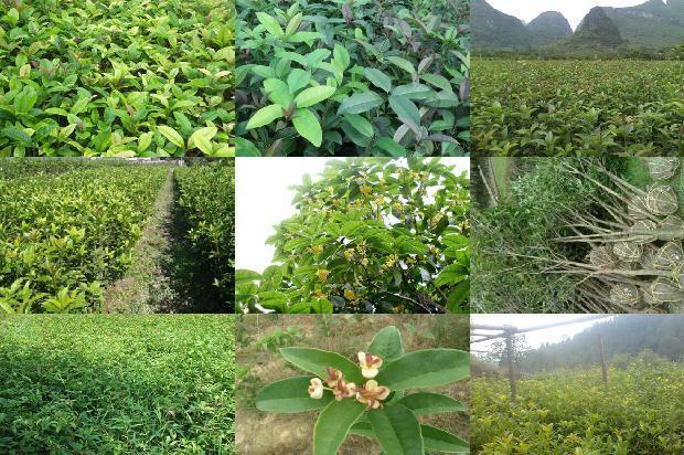 桂花树苗价格[桂花灰霉病的发生与综合防治]