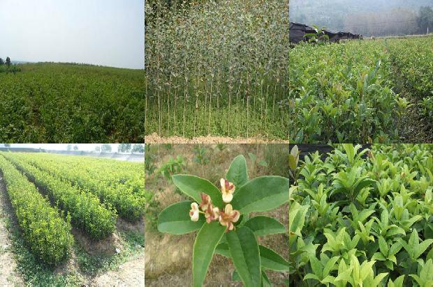 桂花树价格_盆栽桂花树　一个“投一取十”的绿色财富风暴1664123024298