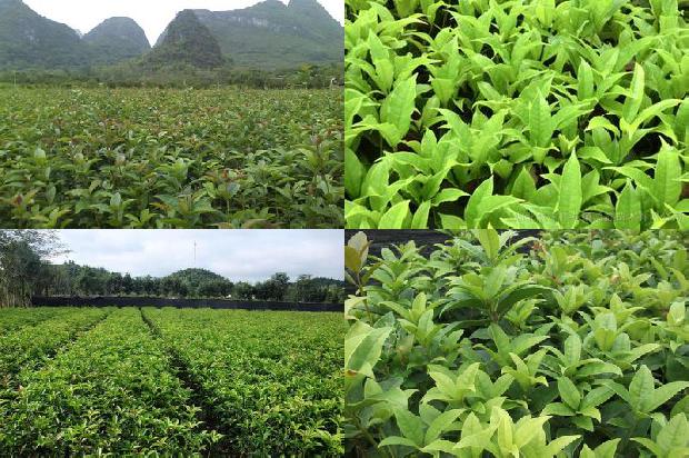 桂花树价格_盆栽桂花树　一个“投一取十”的绿色财富风暴1664123024309