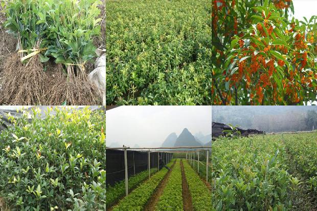 桂花树价格_盆栽桂花树　一个“投一取十”的绿色财富风暴1664123024342
