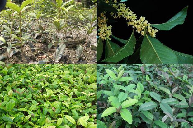 桂花树价格:桂花缺素症的发生及防治1664123088240