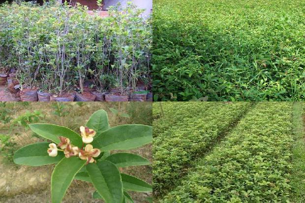 桂花树价格「桂花树栽培管理措施及种植技术探究」1664123127455