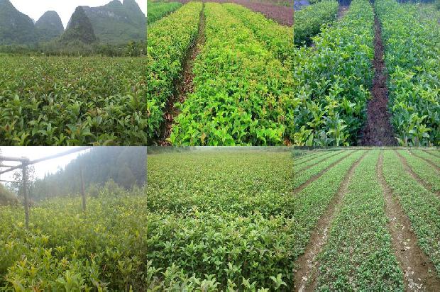 桂花树价格「桂花树栽培管理措施及种植技术探究」1664123127466