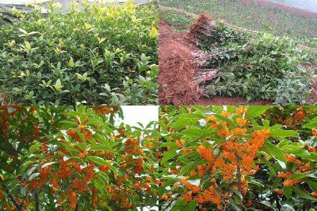桂花树价格「桂花树栽培管理措施及种植技术探究」1664123127477