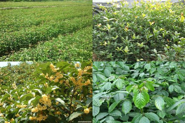 桂花树价格「桂花树栽培管理措施及种植技术探究」1664123127488