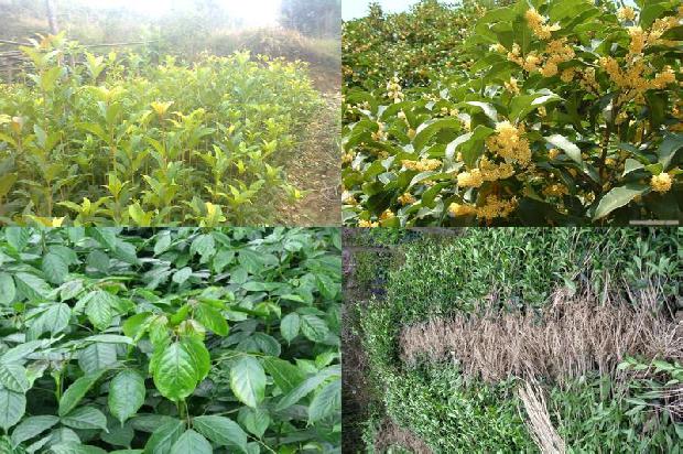 桂花树苗价格:替代基质对桂花育苗的影响