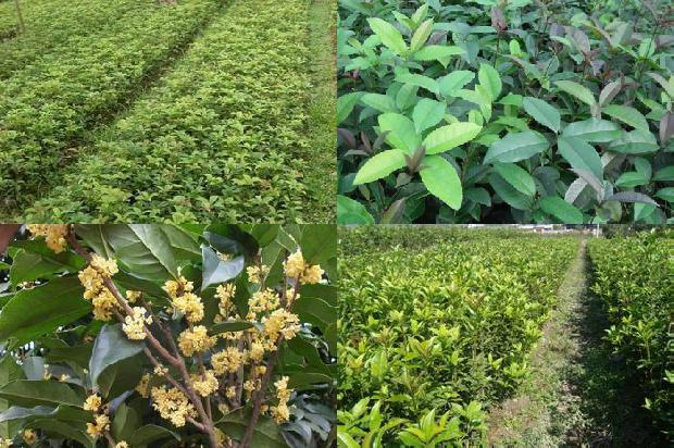 桂花树苗价格:替代基质对桂花育苗的影响1664209376288