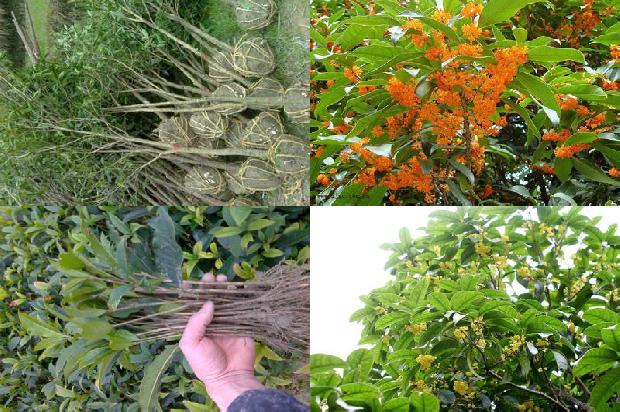桂花树苗价格(探究沼液对三种桂花种子萌发的影响)1664209406061