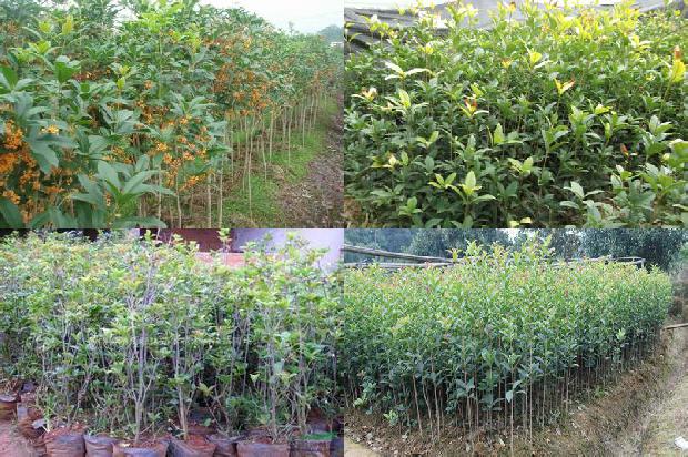 桂花树苗价格(设施桂花氮肥施用量级对土壤硝酸盐含量的影响)1664209421797