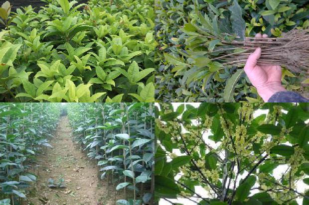 桂花树苗价格(设施桂花氮肥施用量级对土壤硝酸盐含量的影响)1664209421852