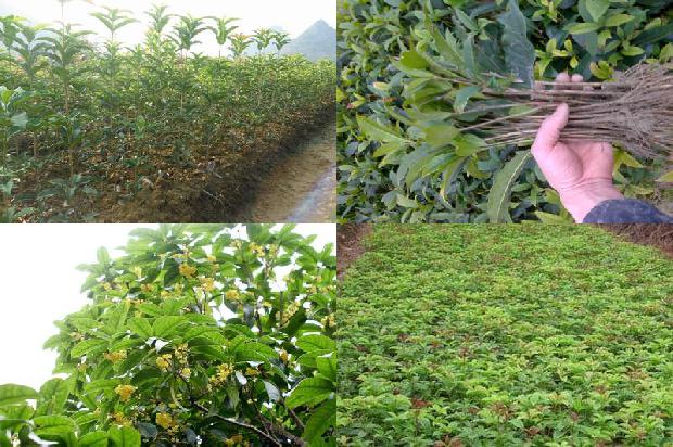 桂花树苗价格:辽西地区桂花秋延晚栽培模式