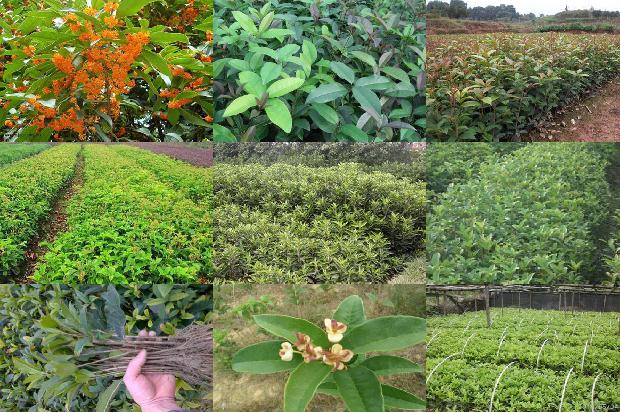 桂花树苗价格:把桂花晒干1664209443592 桂花树苗价格:把桂花晒干1664209443592