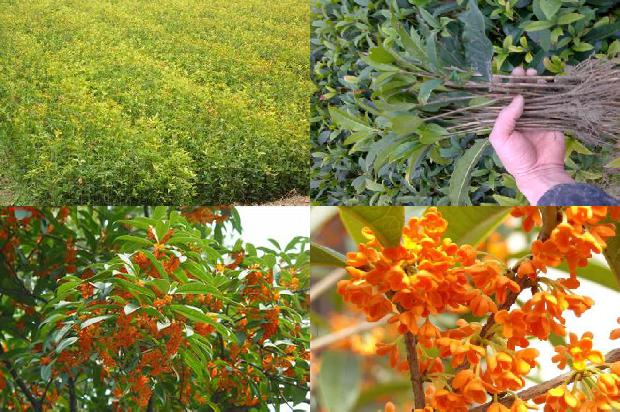 桂花树苗价格:把桂花晒干1664209443625 桂花树苗价格:把桂花晒干1664209443625