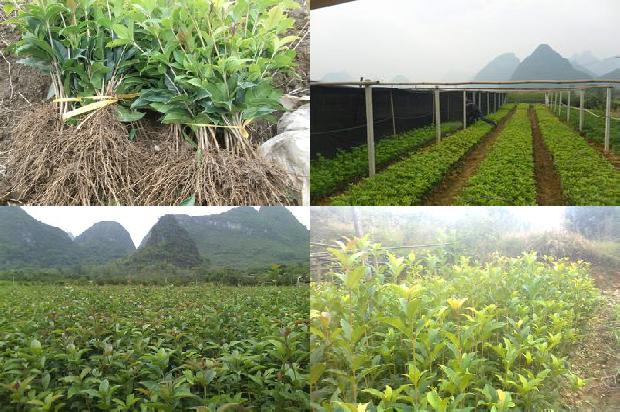 桂花树苗价格[硫对设施水培桂花树光合特性及NPK元素吸收的影响]