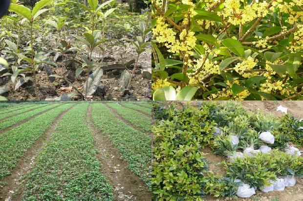 桂花树苗价格[硫对设施水培桂花树光合特性及NPK元素吸收的影响]1664209456215