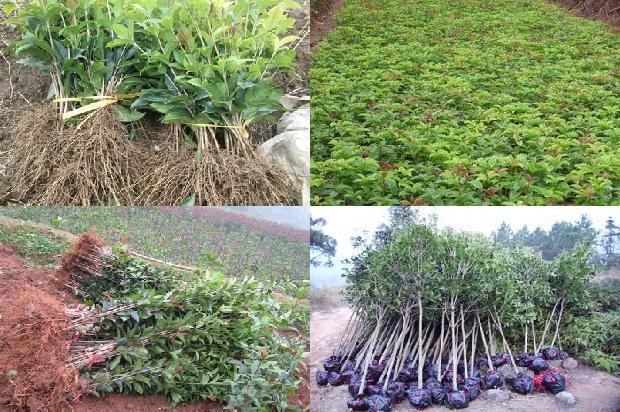 桂花树苗价格[硫对设施水培桂花树光合特性及NPK元素吸收的影响]1664209456248