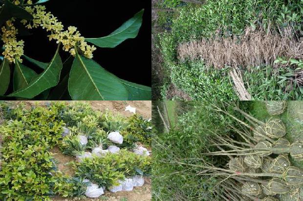 桂花树苗价格「桂花的栽培技术」