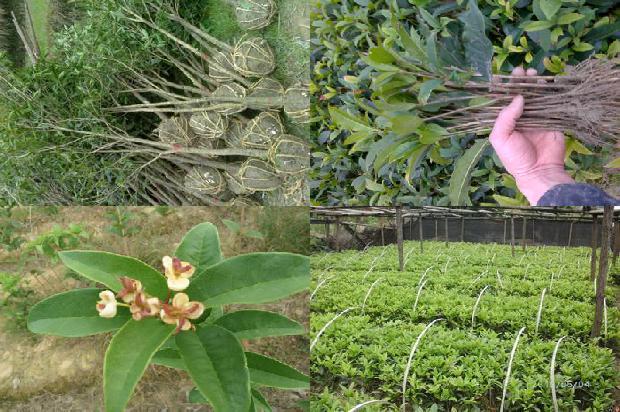 桂花苗价格_爱吃桂花树的小秋