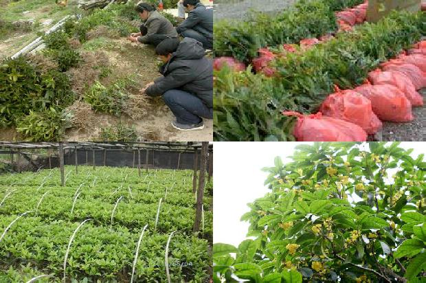 桂花苗价格_爱吃桂花树的小秋1664295834873