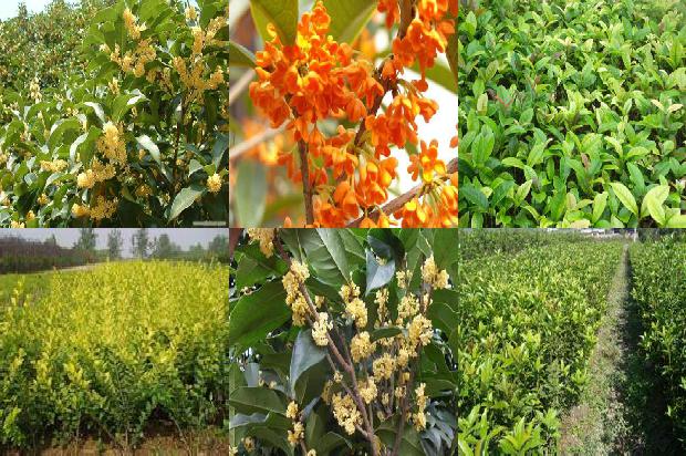 桂花苗价格_爱吃桂花树的小秋1664295834884