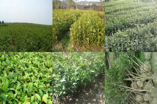 桂花苗价格_甜蜜一夏的桂花
