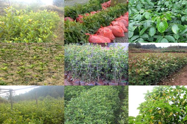 桂花苗价格_甜蜜一夏的桂花1664295847628