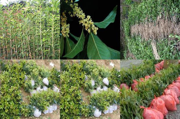 桂花苗价格[餐桌上的“中药桂花”]1664295875623