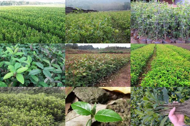 桂花苗价格_不同施肥处理对桂花生长及产量的影响