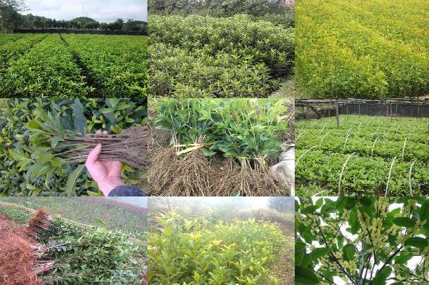 桂花苗价格_不同施肥处理对桂花生长及产量的影响1664295887231