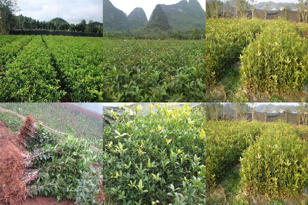 桂花苗价格_桂花树到底能不能抗癌1664295897148