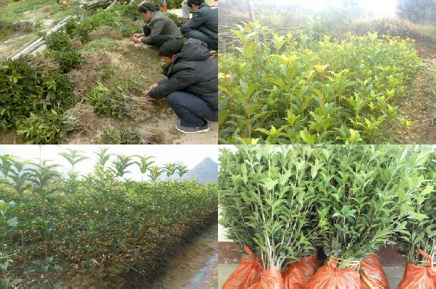 桂花苗价格_桂花树到底能不能抗癌1664295897181