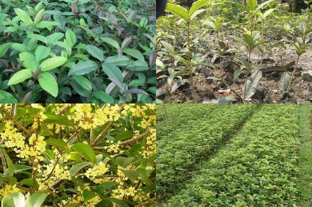 桂花苗价格(种特色桂花树 走致富之路)1664295910987 桂花苗价格(种特色桂花树 走致富之路)1664295910987