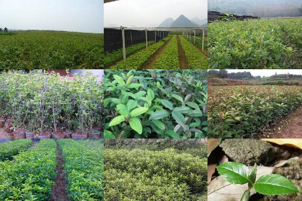 桂花苗价格(种特色桂花树 走致富之路)1664295910998 桂花苗价格(种特色桂花树 走致富之路)1664295910998