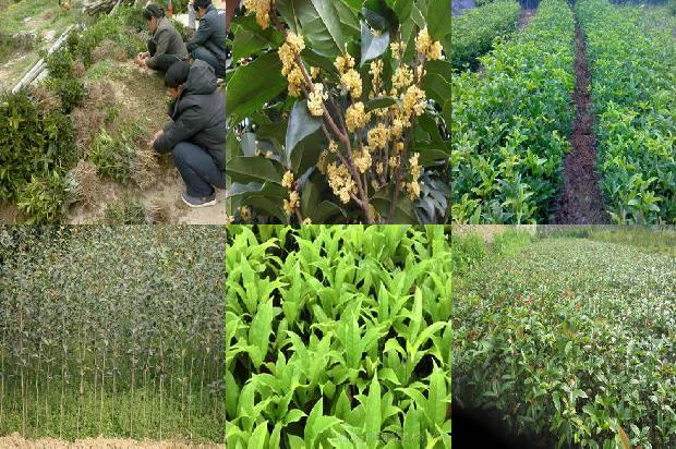 桂花树苗(桂花树菜创意美食)1664382229893