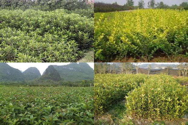 桂花树苗_硅对桂花果实发育及硅吸收特性的影响1664382312174